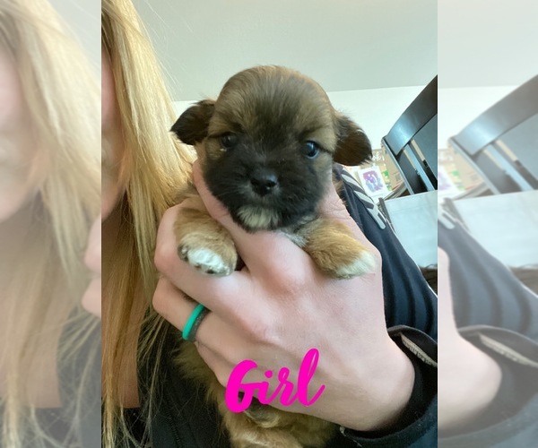 Medium Photo #9 Shiranian Puppy For Sale in FARR WEST, UT, USA