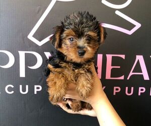 YorkiePoo Puppy for sale in LAS VEGAS, NV, USA