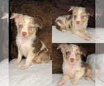 Image preview for Ad Listing. Nickname: Red Merle male