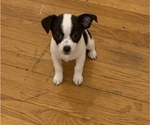 Puppy 3 Chihuahua