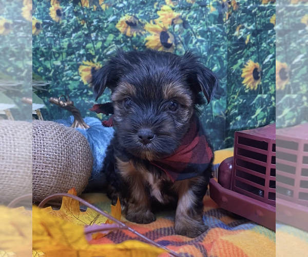 Medium Photo #6 Shorkie Tzu Puppy For Sale in SELLERSBURG, IN, USA