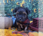 Small #5 Shorkie Tzu