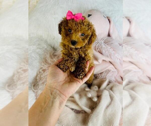 Medium Photo #2 Poodle (Toy) Puppy For Sale in PEMBROKE PINES, FL, USA