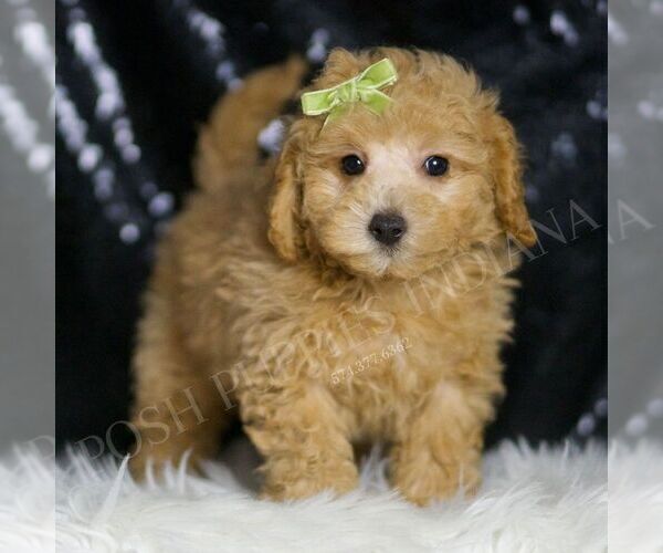 Medium Photo #3 Maltipoo Puppy For Sale in WARSAW, IN, USA