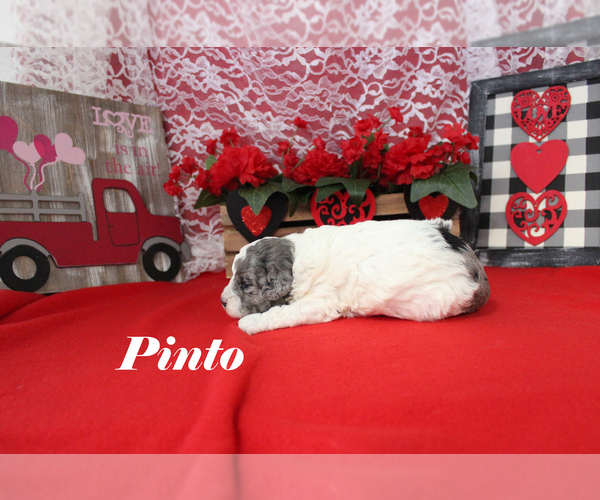 Medium Photo #6 Poodle (Toy) Puppy For Sale in CHANUTE, KS, USA