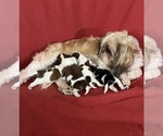 Small Photo #2 Shih Tzu Puppy For Sale in DOWNEY, CA, USA