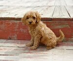 Small Photo #6 Cocker Spaniel-Poodle (Miniature) Mix Puppy For Sale in SALEM, MO, USA