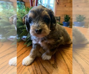 Schnoodle (Miniature) Puppy for sale in SILER CITY, NC, USA