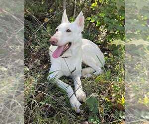 Unknown-white german shepherd Mix Dogs for adoption in Rustburg, VA, USA