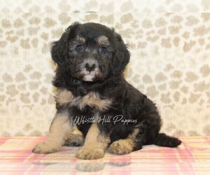 Miniature Bernedoodle Puppy for sale in DENVER, PA, USA