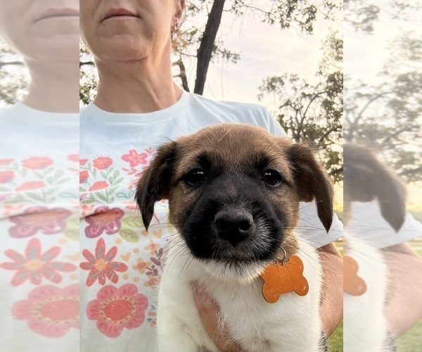 Medium Photo #1 Jack Russell Terrier Puppy For Sale in FREEMAN, MO, USA