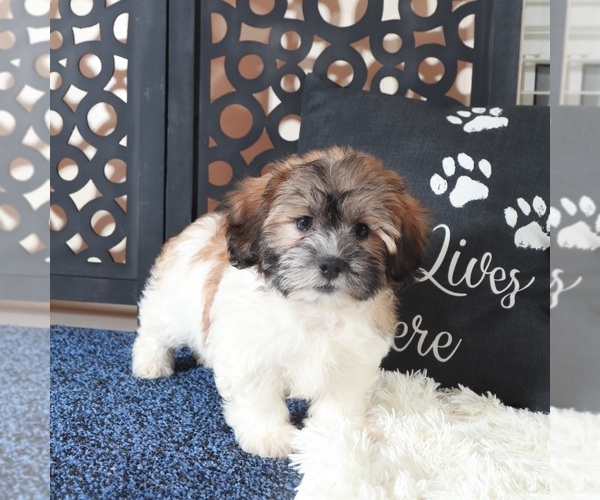 Medium Photo #5 Zuchon Puppy For Sale in MOUNT VERNON, OH, USA