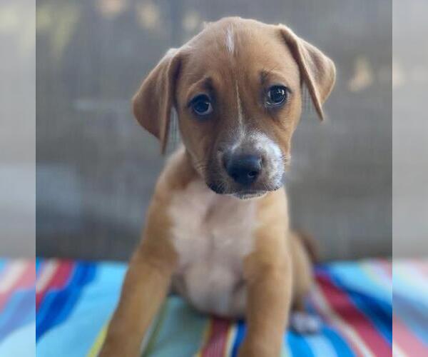 Medium Photo #2 Mutt Puppy For Sale in San Diego, CA, USA