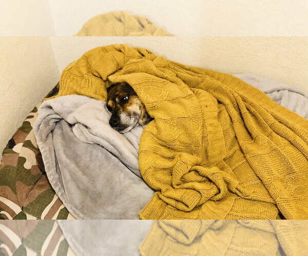 Medium Photo #4 American Staffordshire Terrier-Dachshund Mix Puppy For Sale in Chandler, AZ, USA