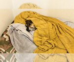 Small #3 American Staffordshire Terrier-Dachshund Mix