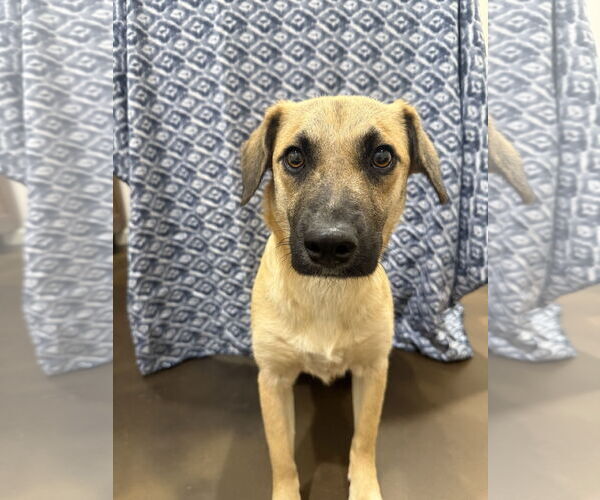 Medium Photo #1 Mutt Puppy For Sale in Corning, AR, USA