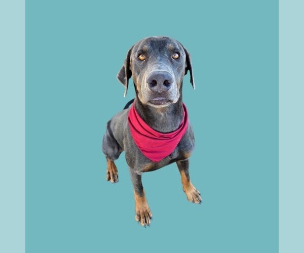Medium Photo #1 Labrador Retriever Puppy For Sale in Bakersfield, CA, USA