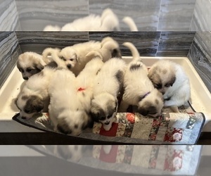 Great Pyrenees Litter for sale in SCIO, OH, USA