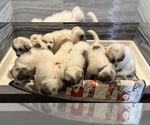 Small Great Pyrenees