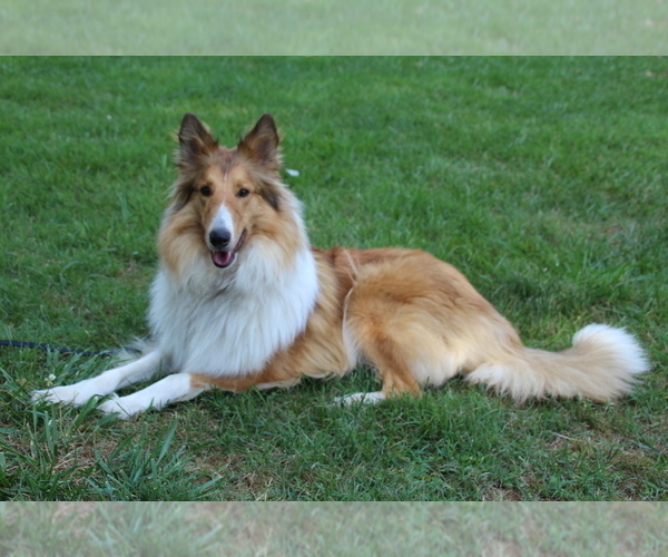Medium Photo #1 Collie Puppy For Sale in KINGSPORT, TN, USA
