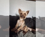 Small Yorkshire Terrier