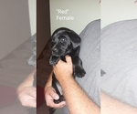 Small Photo #9 Labrador Retriever Puppy For Sale in HUDSON, WI, USA
