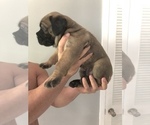 Small Photo #17 Cane Corso Puppy For Sale in BOARDMAN, OH, USA