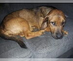 Small #4 Basset Hound Mix