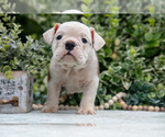 Puppy Ronnie English Bulldog