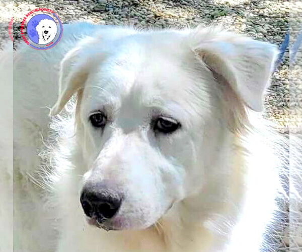 Medium Photo #8 Great Pyrenees Puppy For Sale in Spring, TX, USA