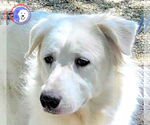 Small #7 Great Pyrenees