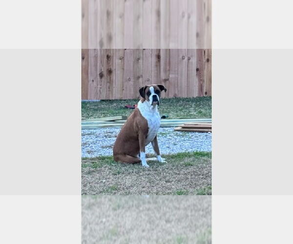 Medium Photo #1 Boxer Puppy For Sale in Austin, TX, USA
