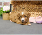 Small #4 Goldendoodle-Poodle (Toy) Mix