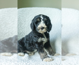 Medium Aussiedoodle-Bernedoodle Mix