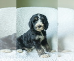 Puppy Ares Aussiedoodle-Bernedoodle Mix