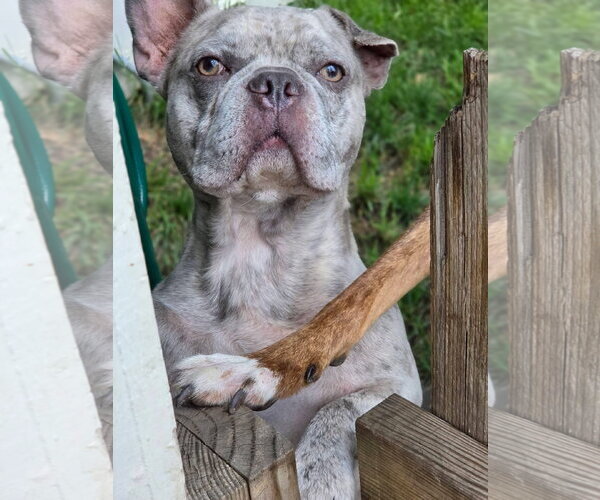 Medium Photo #2 Free-Lance Bulldog Puppy For Sale in Germantown, OH, USA