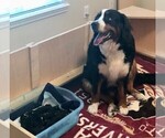 Small Photo #16 Bernese Mountain Dog Puppy For Sale in FLEMING ISLAND, FL, USA