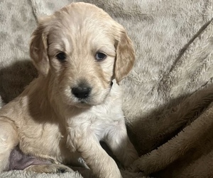 Goldendoodle Puppy for sale in LEBANON, MO, USA