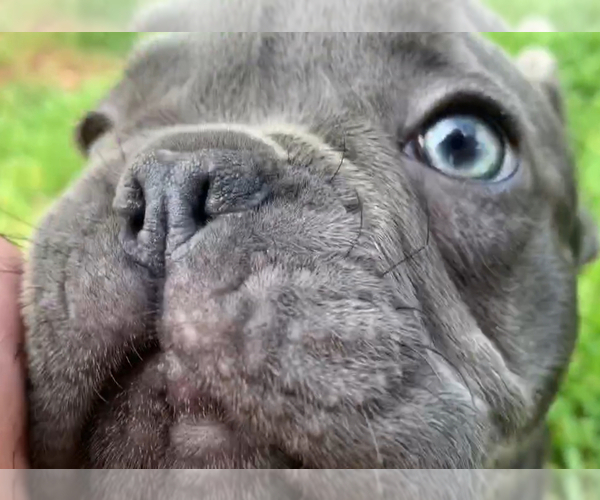 Medium Photo #7 French Bulldog Puppy For Sale in MEDFORD, OR, USA