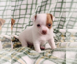 Chihuahua Puppy for sale in MOUNT AIRY, NC, USA