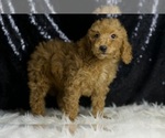 Small #2 Goldendoodle (Miniature)