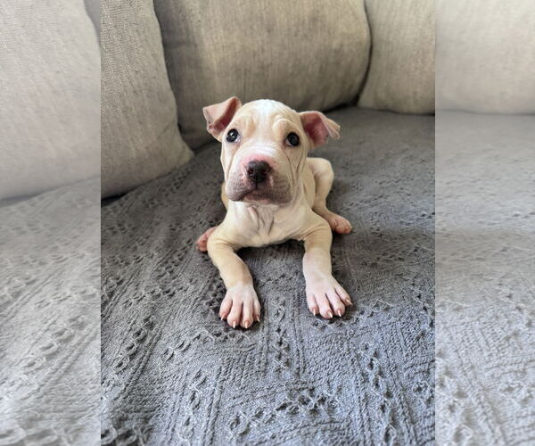 Medium Photo #1 American Bulldog-Unknown Mix Puppy For Sale in Greenville, SC, USA