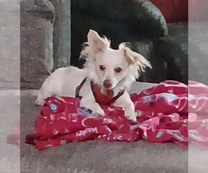 Chion Dogs for adoption in San Francisco, CA, USA