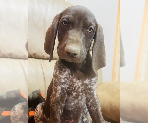Medium Photo #61 German Shorthaired Pointer Puppy For Sale in DENVER, CO, USA