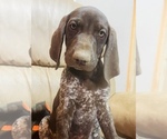 Small #60 German Shorthaired Pointer