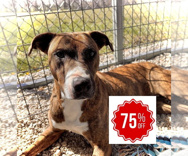 Medium Photo #8 Shollie Puppy For Sale in Bolivar, MO, USA