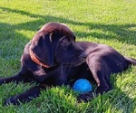 Puppy Griffin Labrador Retriever