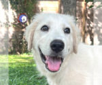 Small #3 Great Pyrenees