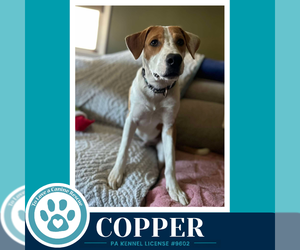 Copper 102426 - Male Mutt Dog for Adoption - Photo #2