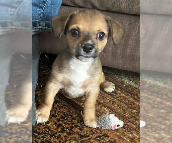 Medium Photo #4 Chiweenie Puppy For Sale in Los Angeles, CA, USA